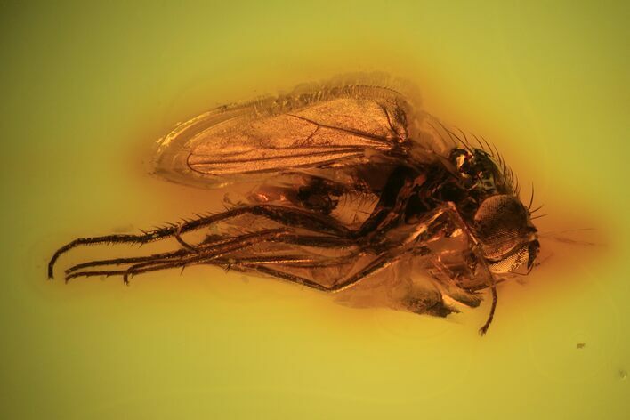 Detailed Fossil Fly (Diptera) In Baltic Amber - Jewelers Quality #90772